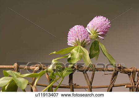 Trifolium pratense View Large Photo Image Stock Photo - Trifolium pratense. Fotosearch