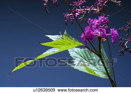 Stock Photo - Valeriana fauriei. Fotosearch