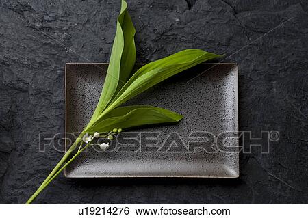 Convallaria keiskei View Large Photo Image Stock Photograph - Convallaria keiskei. Fotosearch