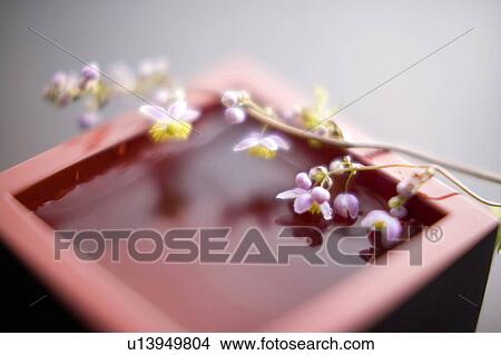 Picture - Flower arrangement. Fotosearch