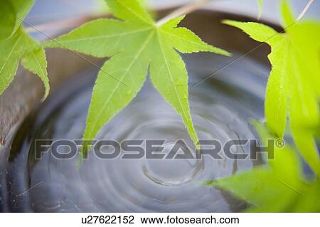 Stock Image - Flower arrangement. Fotosearch