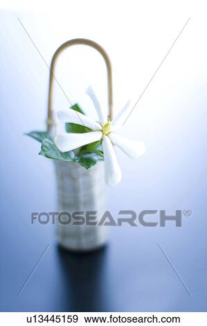 Flower arrangement View Large Photo Image Stock Photo - Flower arrangement. Fotosearch