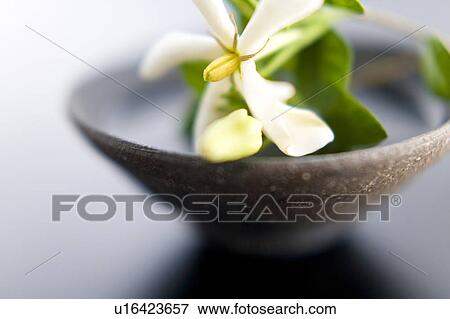 Flower arrangement View Large Photo Image Stock Photo - Flower arrangement. Fotosearch