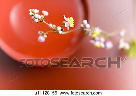 Flower arrangement View Large Photo Image Stock Photograph - Flower arrangement. Fotosearch