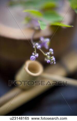 Stock Photography - Flower arrangement. Fotosearch