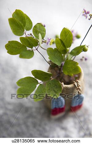 Flower arrangement View Large Photo Image Stock Photography - Flower arrangement. Fotosearch
