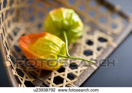 Ground cherry View Large Photo Image Stock Image - Ground cherry. Fotosearch