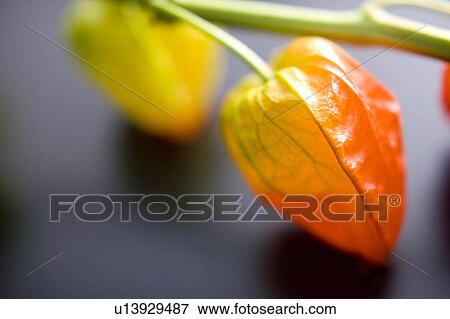 Stock Photo - Ground cherry. Fotosearch