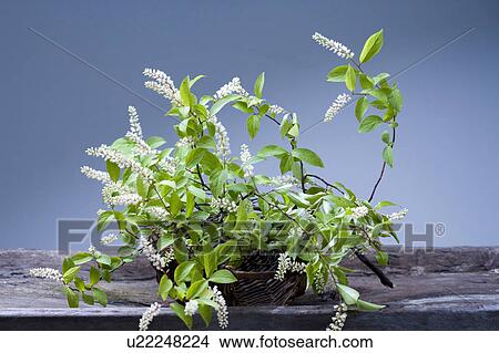 Picture - Itea virginica L. Fotosearch
