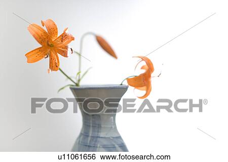 Sake View Large Photo Image Stock Photograph - Sake. Fotosearch
