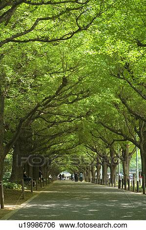Avenue of Gaien View Large Photo Image Stock Photograph - Avenue of Gaien. Fotosearch