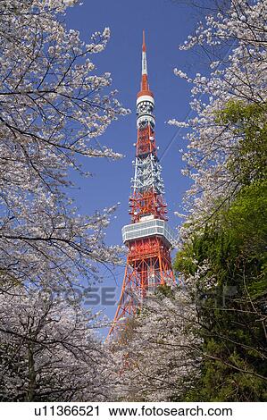 Stock Image - Cherry and Tokyo tower. Fotosearch