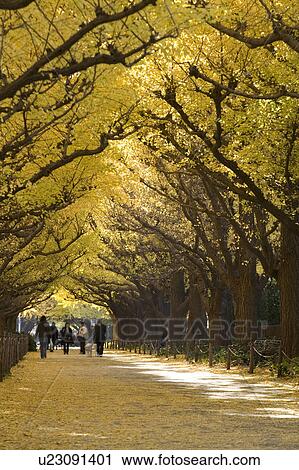Ginkgo row of trees at Jingu Gaien View Large Photo Image Stock Image - Ginkgo row of trees at Jingu Gaien. Fotosearch