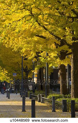 Stock Photo - Ginkgo trees. Fotosearch