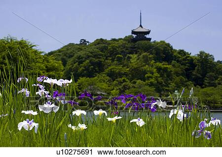 Sankeien View Large Photo Image Stock Image - Sankeien. Fotosearch