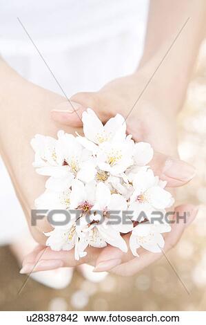 Stock Image - Cherry blossom and palm. Fotosearch