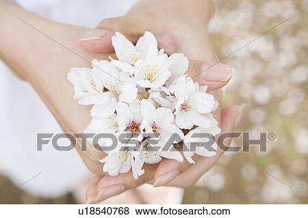 Stock Photo - Cherry blossom and palm. Fotosearch