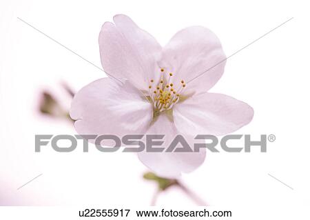 Stock Photo - Cherry blossom. Fotosearch