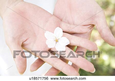 Cherry blossoms and palm View Large Photo Image Stock Photograph - Cherry blossoms and palm. Fotosearch