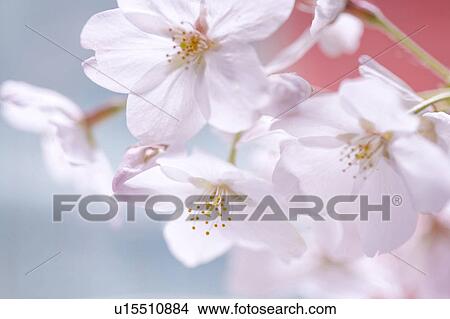 Picture - Cherry blossoms. Fotosearch