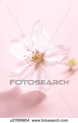Picture - Cherry blossoms. Fotosearch