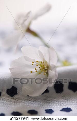 Cherry blossoms View Large Photo Image Stock Image - Cherry blossoms. Fotosearch