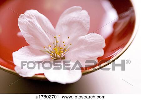 Stock Image - Cherry blossoms. Fotosearch