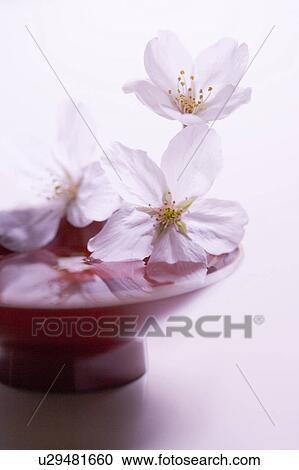 Stock Image - Cherry blossoms. Fotosearch