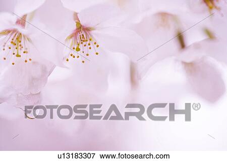 Stock Photo - Cherry blossoms. Fotosearch
