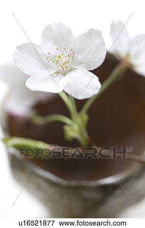 Cherry blossoms View Large Photo Image Stock Photo - Cherry blossoms. Fotosearch