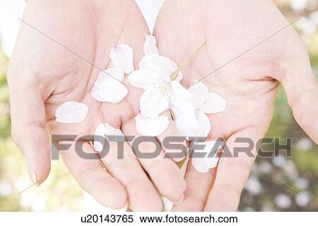 Stock Photography - Cherry petals and palm. Fotosearch