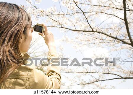 Picture - Cherry tree and woman. Fotosearch