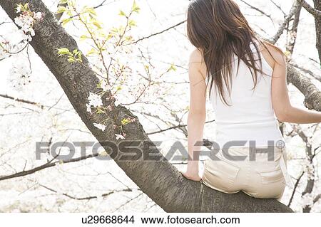 Cherry tree and woman View Large Photo Image Picture - Cherry tree and woman. Fotosearch