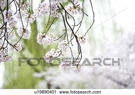 Cherry tree View Large Photo Image Stock Image - Cherry tree. Fotosearch