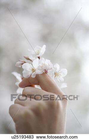 Stock Image - Petal of the cherry blossom. Fotosearch