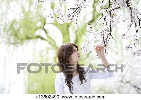 Woman under the cherry tree View Large Photo Image Stock Image - Woman under the cherry tree. Fotosearch