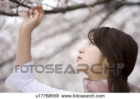 Woman under the cherry tree View Large Photo Image Stock Photo - Woman under the cherry tree. Fotosearch