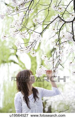 Woman under the cherry tree View Large Photo Image Stock Photo - Woman under the cherry tree. Fotosearch