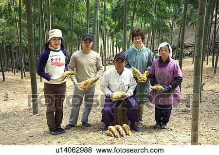Stock Photo - Farmer family holding bamboo shoots. Fotosearch