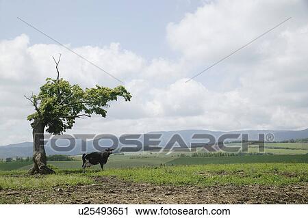 A cow in field View Large Photo Image Stock Image - A cow in field. Fotosearch