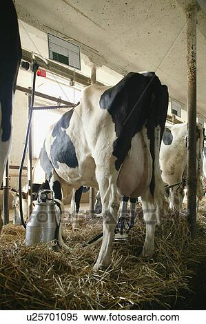 A cow with milking machine View Large Photo Image Stock Photography - A cow with milking machine. Fotosearch