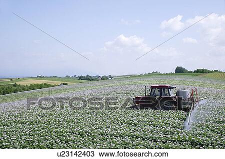 A farmer cultivating potato field View Large Photo Image Stock Image - A farmer cultivating potato field. Fotosearch