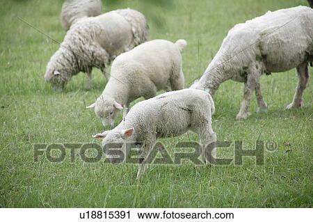 Stock Image - A herd of lamb in field. Fotosearch