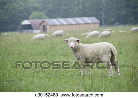 Stock Photo - A herd of sheep grazing in field. Fotosearch