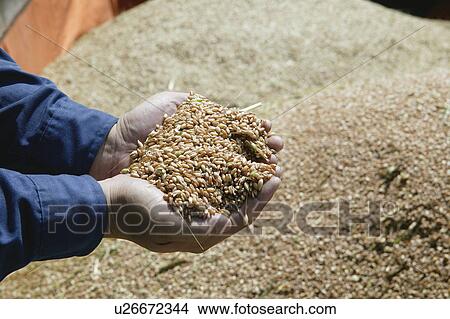 Picture - A mature man holding grains in both hands. Fotosearch