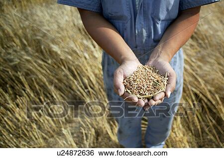 Stock Photograph - A mature man holding grains in both hands. Fotosearch