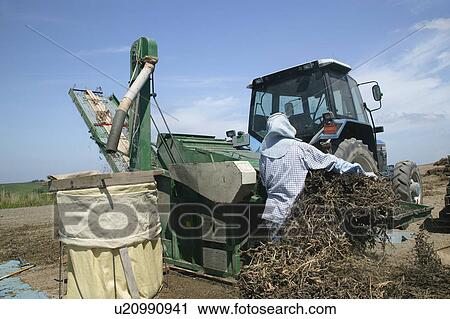 Stock Image - A mature woman harvesting peas. Fotosearch