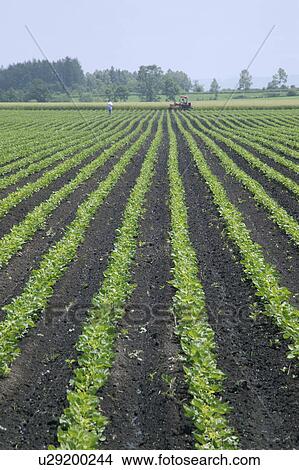 Picture - Adzuki Field. Fotosearch