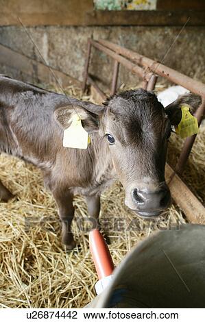 Calf in a barn View Large Photo Image Stock Image - Calf in a barn. Fotosearch