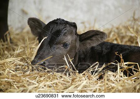 Stock Image - Calf lying in hay. Fotosearch